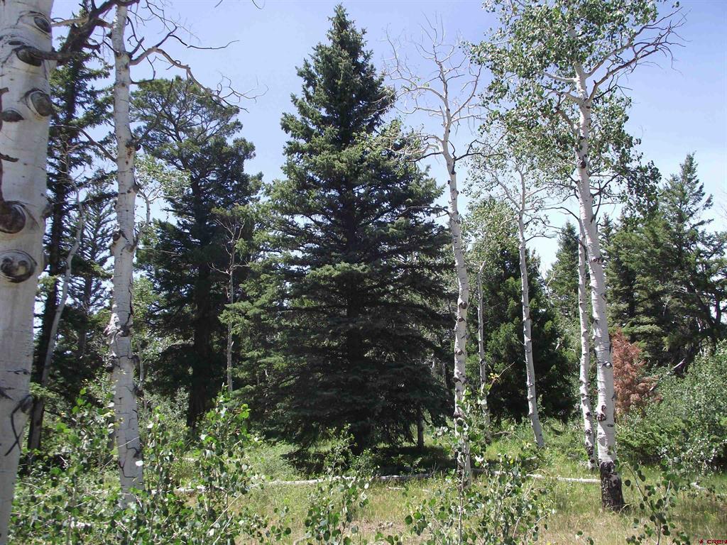 15283 Spring Creek Trail Property Photo 45