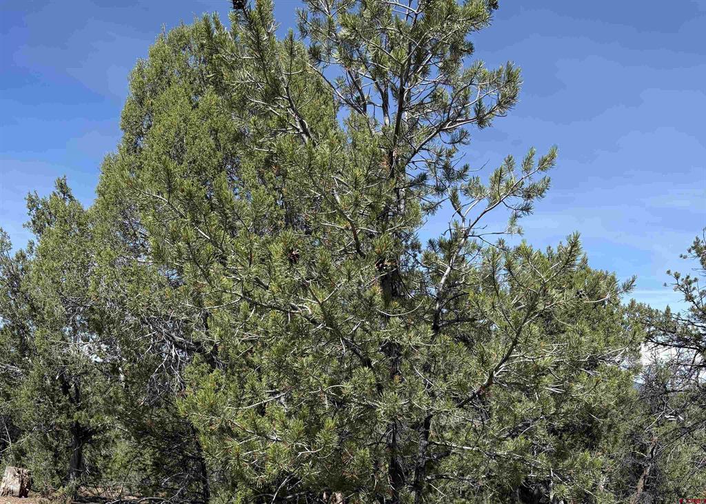 150 Deer Park Property Photo 4