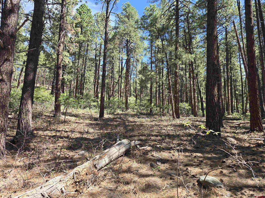 256 And 194 Blue Ridge Drive Property Photo 6