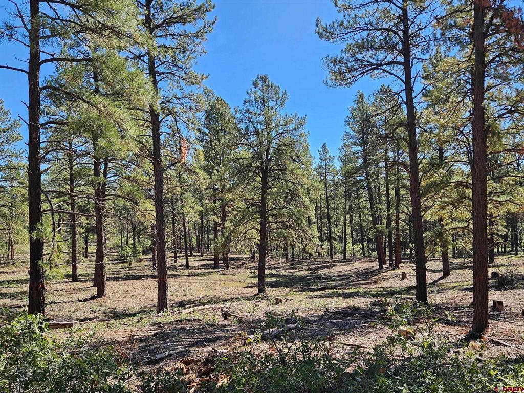 Tbd County Road 502 Property Photo 2