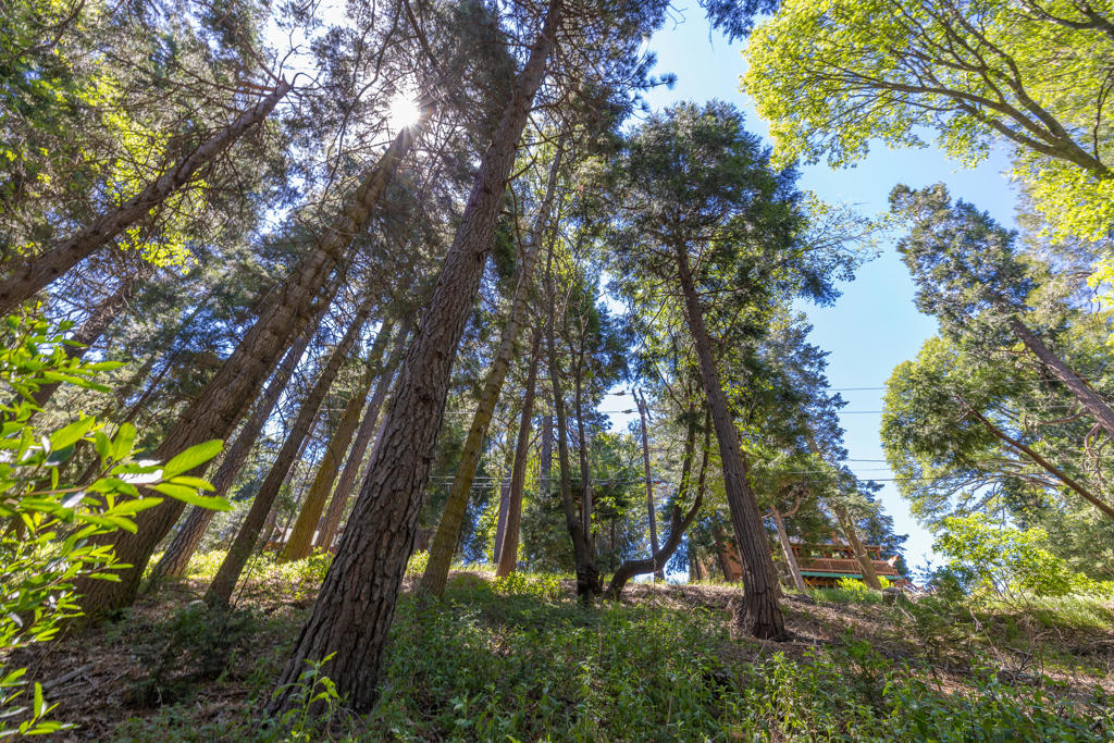 Lot 78 Cedar Pines Drive Property Photo 8
