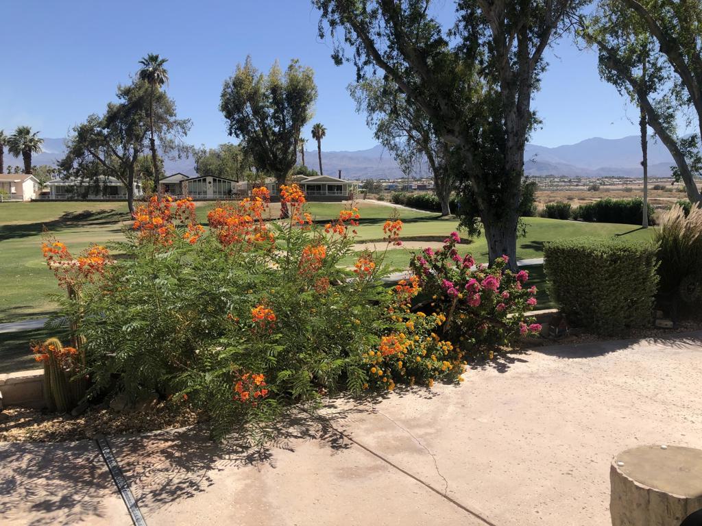 74637 Mexicali Rose Property Photo 8