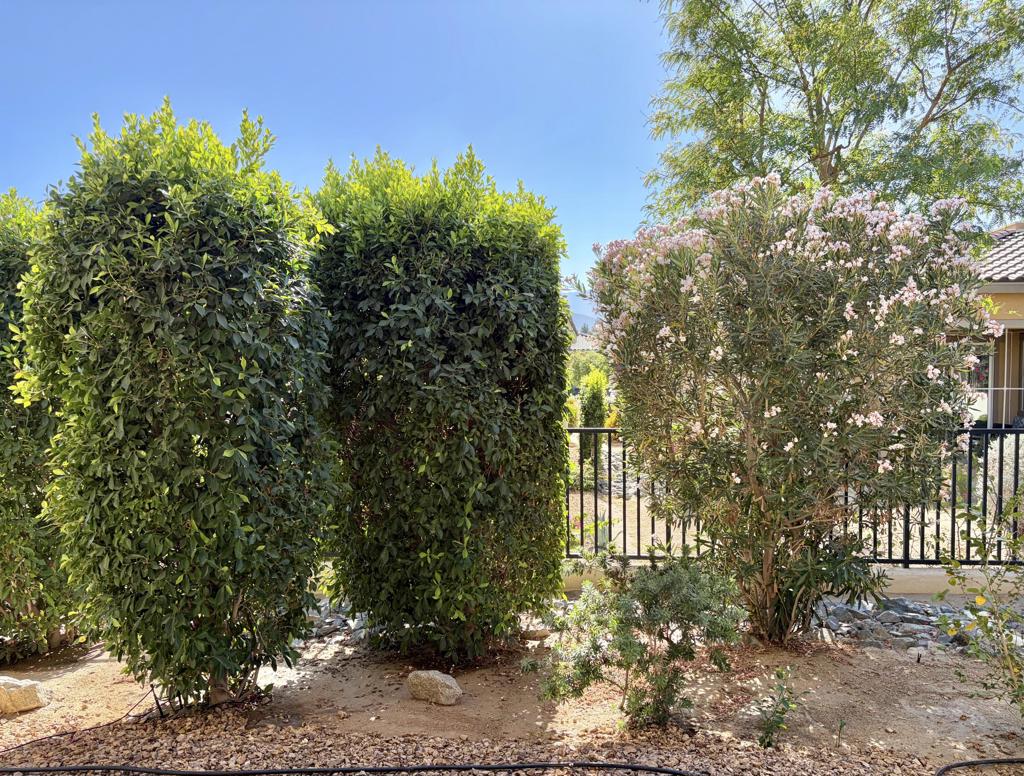 3935 Via Amalfi Property Photo 44