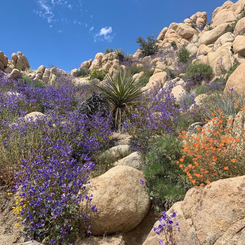 5850 Cactus Canyon Trail Property Photo 7