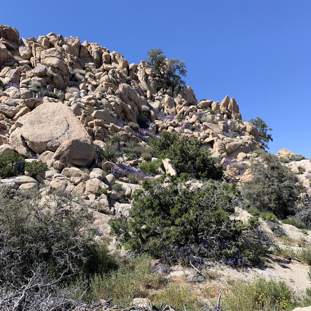 5850 Cactus Canyon Trail Property Photo 10