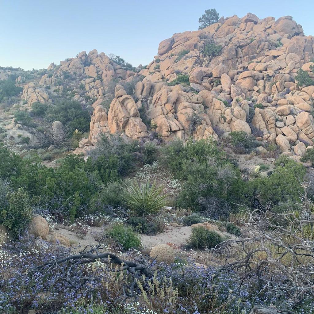 5850 Cactus Canyon Trail Property Photo 13