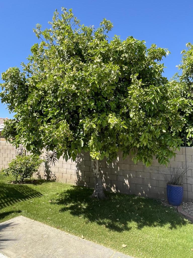 81620 Avenue 49 209b Property Photo 3