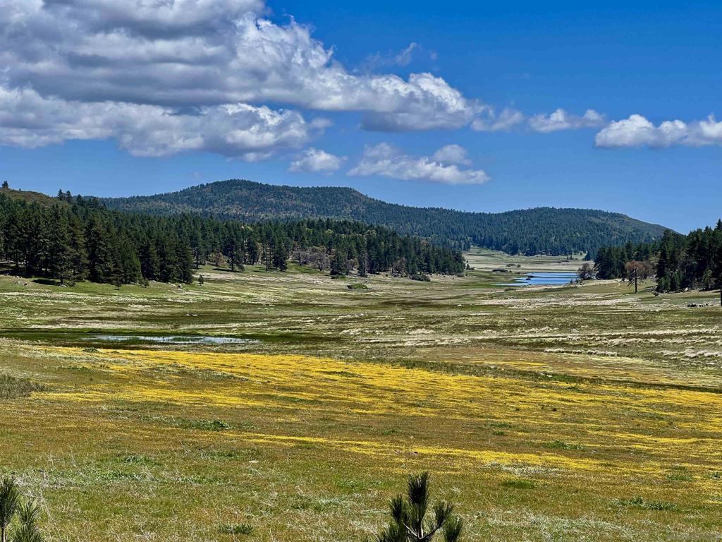 0 Highway 79 Property Photo 4