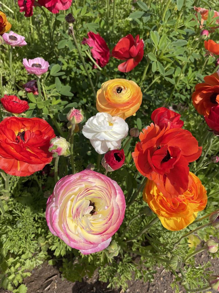 6915 Pear Tree Dr Property Photo 35