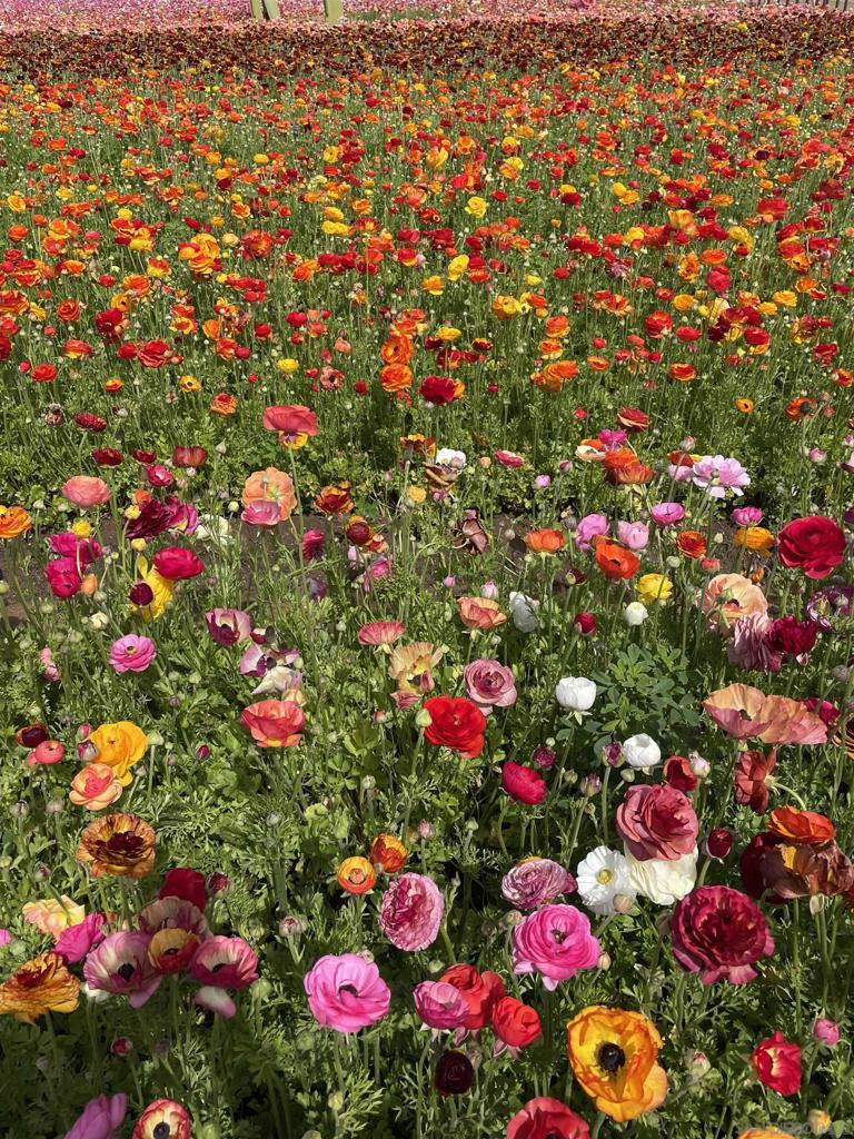 6915 Pear Tree Dr Property Photo 36