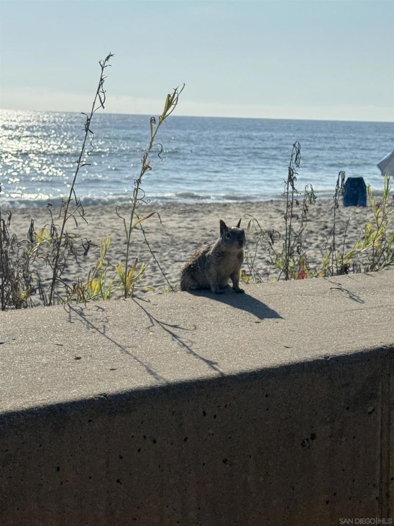 6915 Pear Tree Dr Property Photo 39