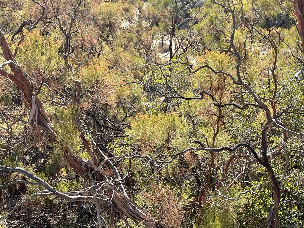 0 Chihuahua Valley Road Property Photo 25