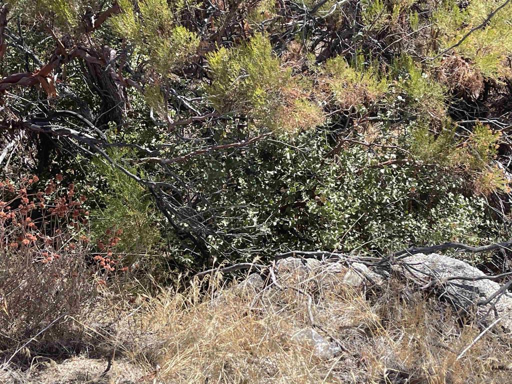 0 Chihuahua Valley Road Property Photo 26