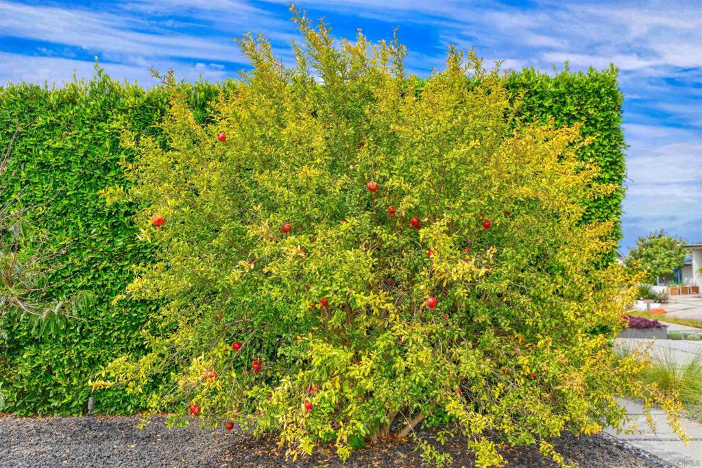 1573 Copa De Oro Property Photo 34