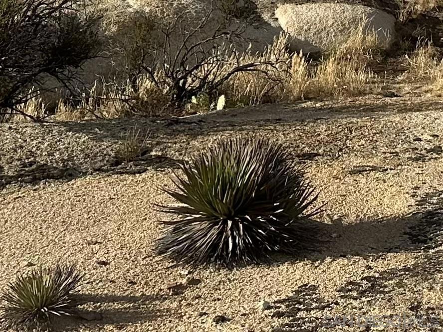 30006 Chihuahua Valley Property Photo 19