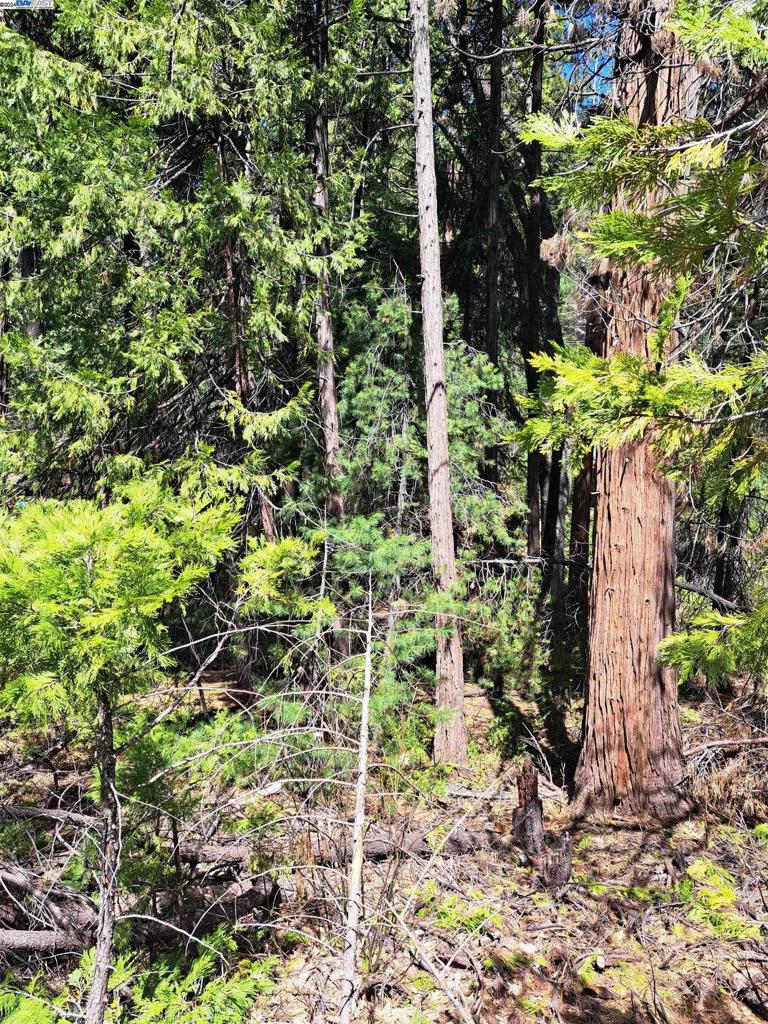 Sly Park Property Photo 1