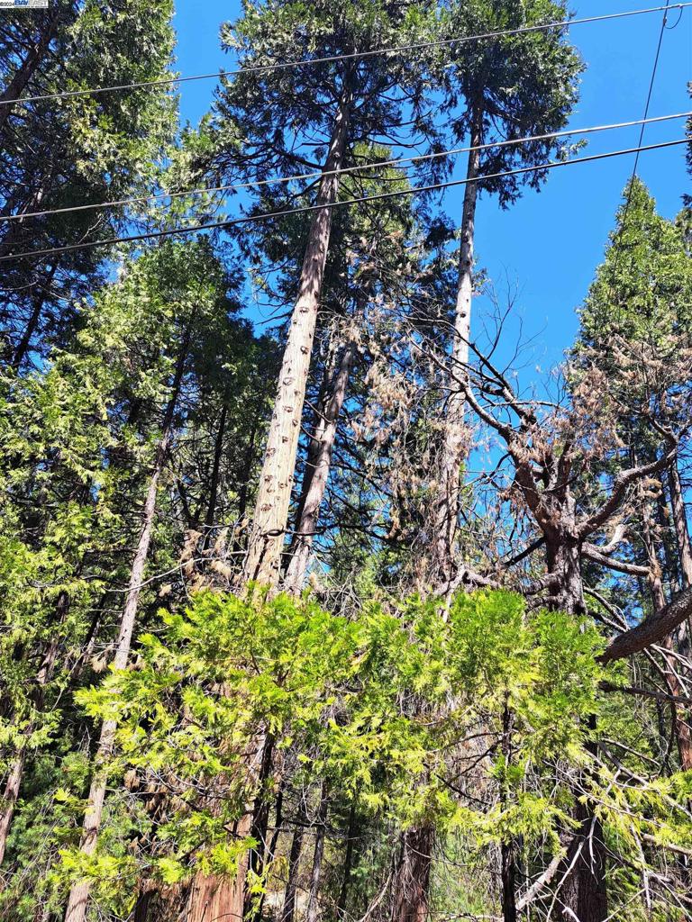Sly Park Property Photo 3