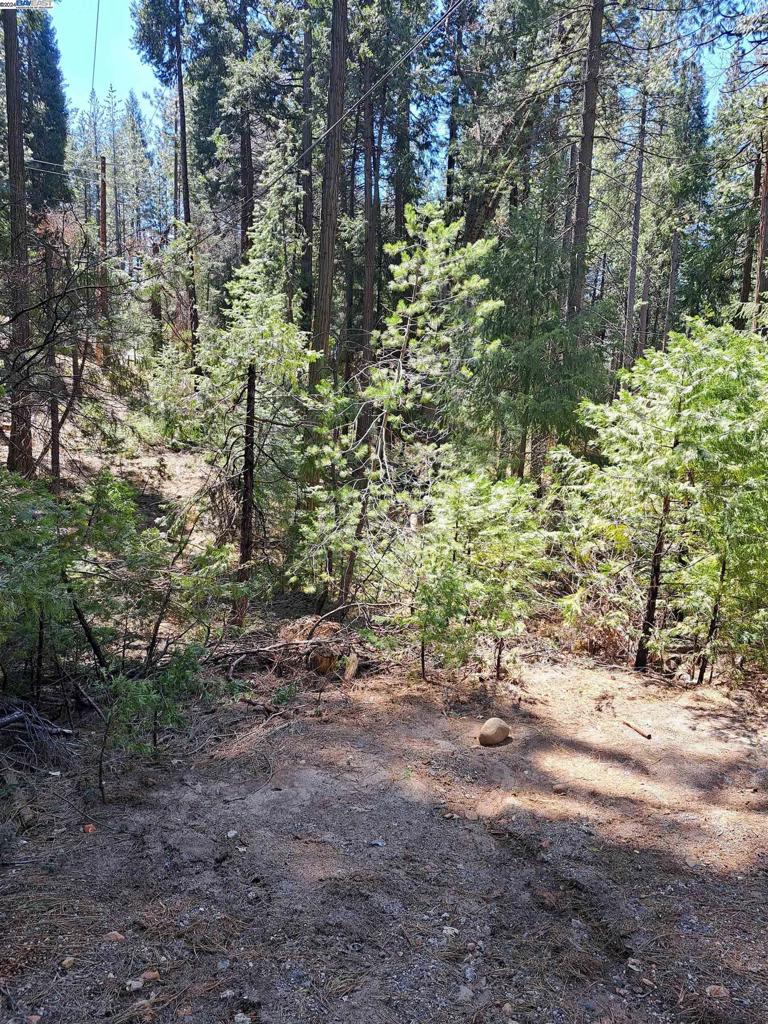 Sly Park Property Photo 10
