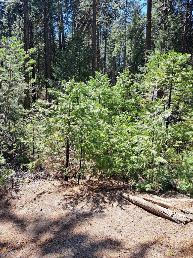 Sly Park Property Photo 11
