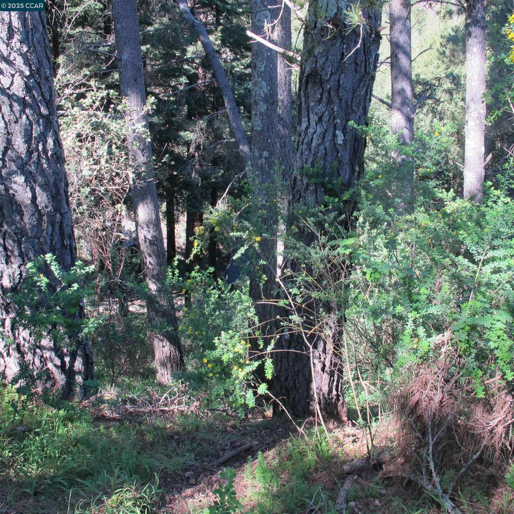 0 Skyline Blvd. Property Photo 18