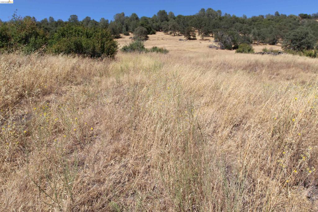 781 Gelding Property Photo 3