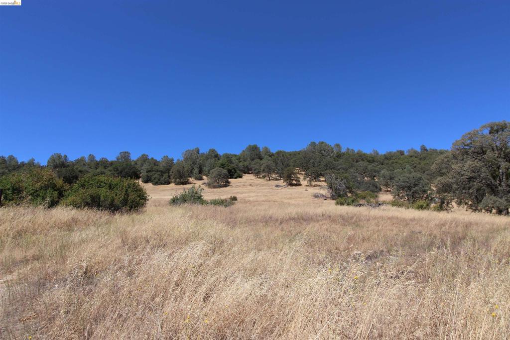 781 Gelding Property Photo 5