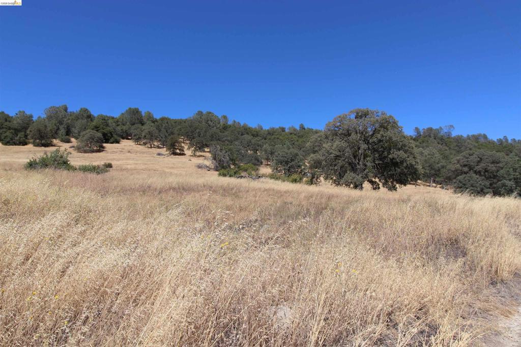 781 Gelding Property Photo 6