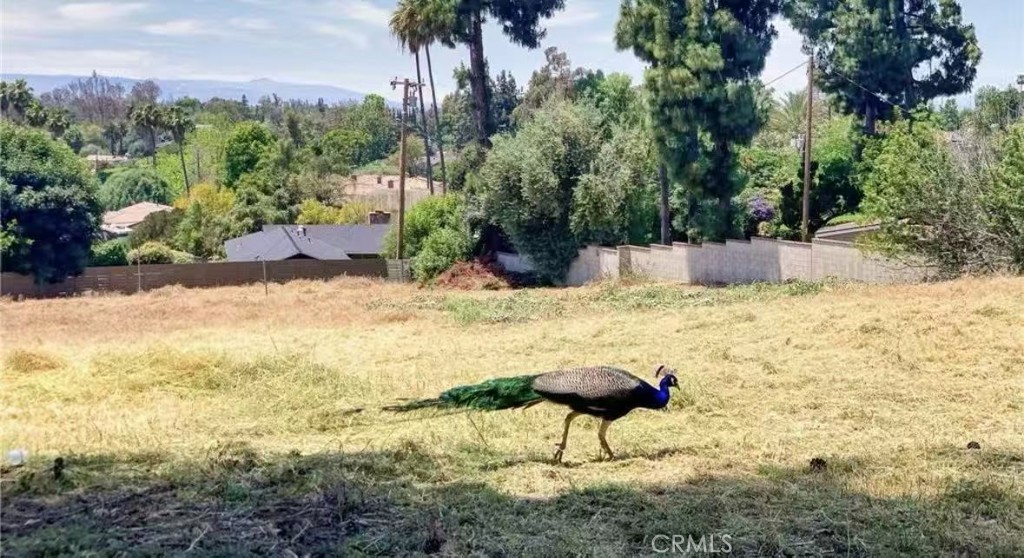 20528 E Rancho Los Cerritos Property Photo 3