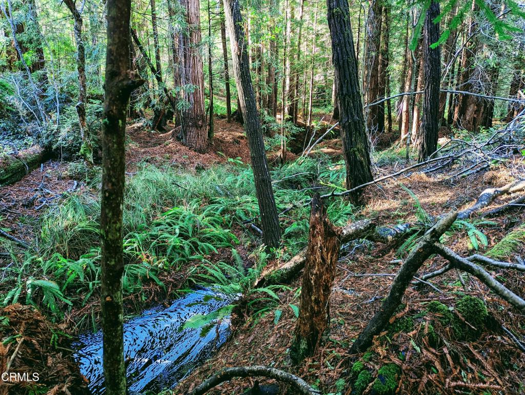 43535 Comptche Ukiah Road Property Photo 14