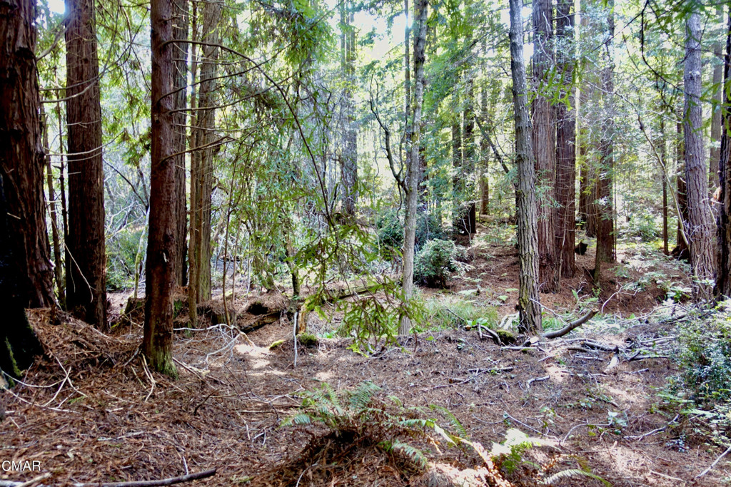 43535 Comptche Ukiah Road Property Photo 15