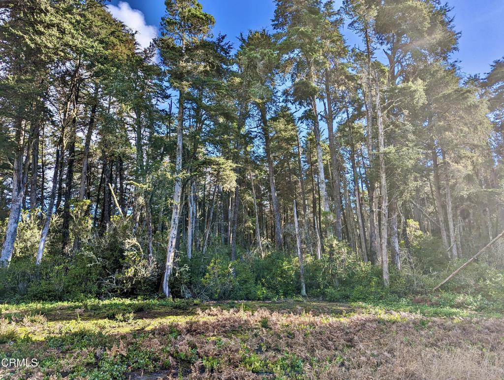 43535 Comptche Ukiah Road Property Photo 16