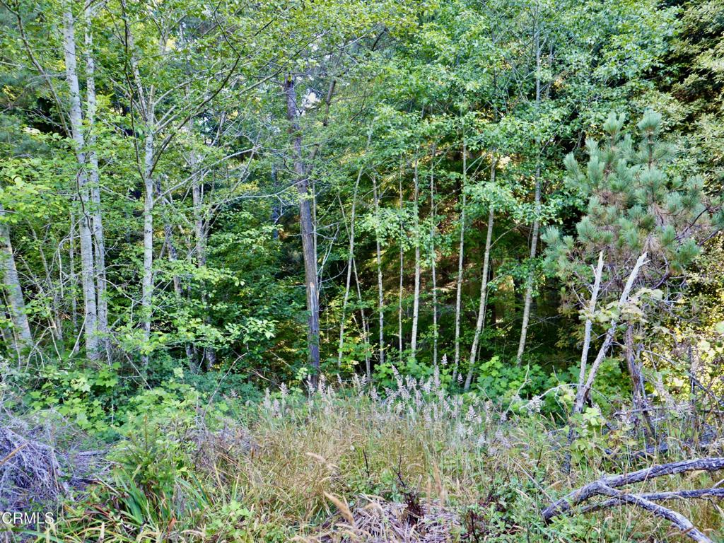19130 Dorffi Road Property Photo 4
