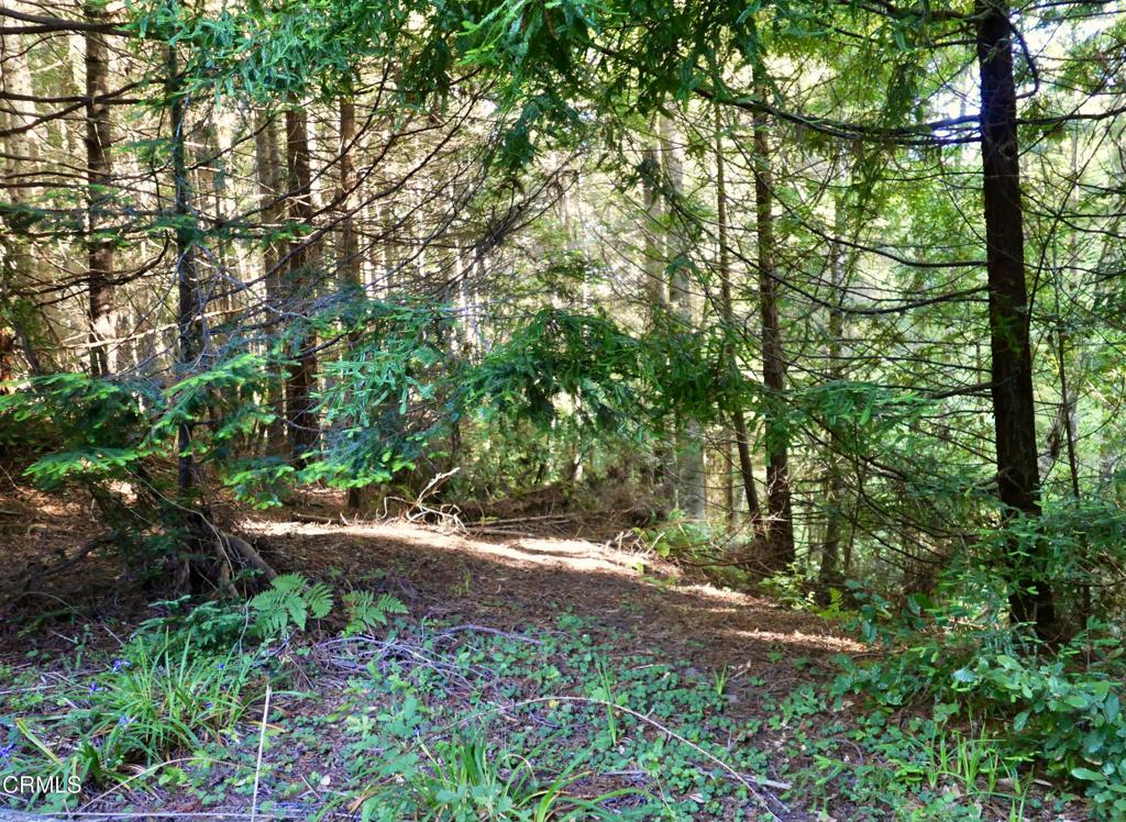 19130 Dorffi Road Property Photo 8