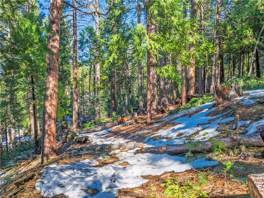1803 Evergreen Property Photo 37
