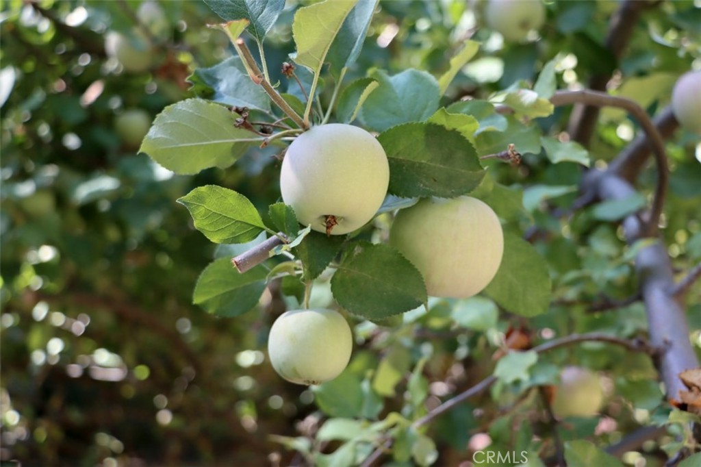 36555 Mudge Ranch Road Property Photo 53