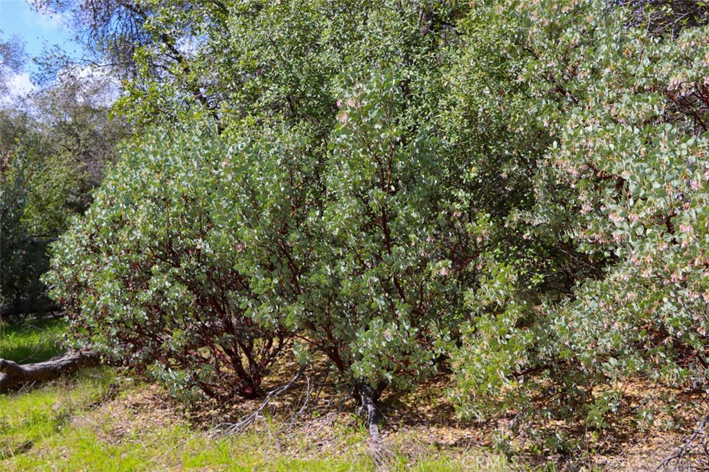 0 6.23 Ac Knickerbocker Property Photo 20