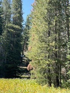 0 Hlk135-cabin Heart Meadow Property Photo 28