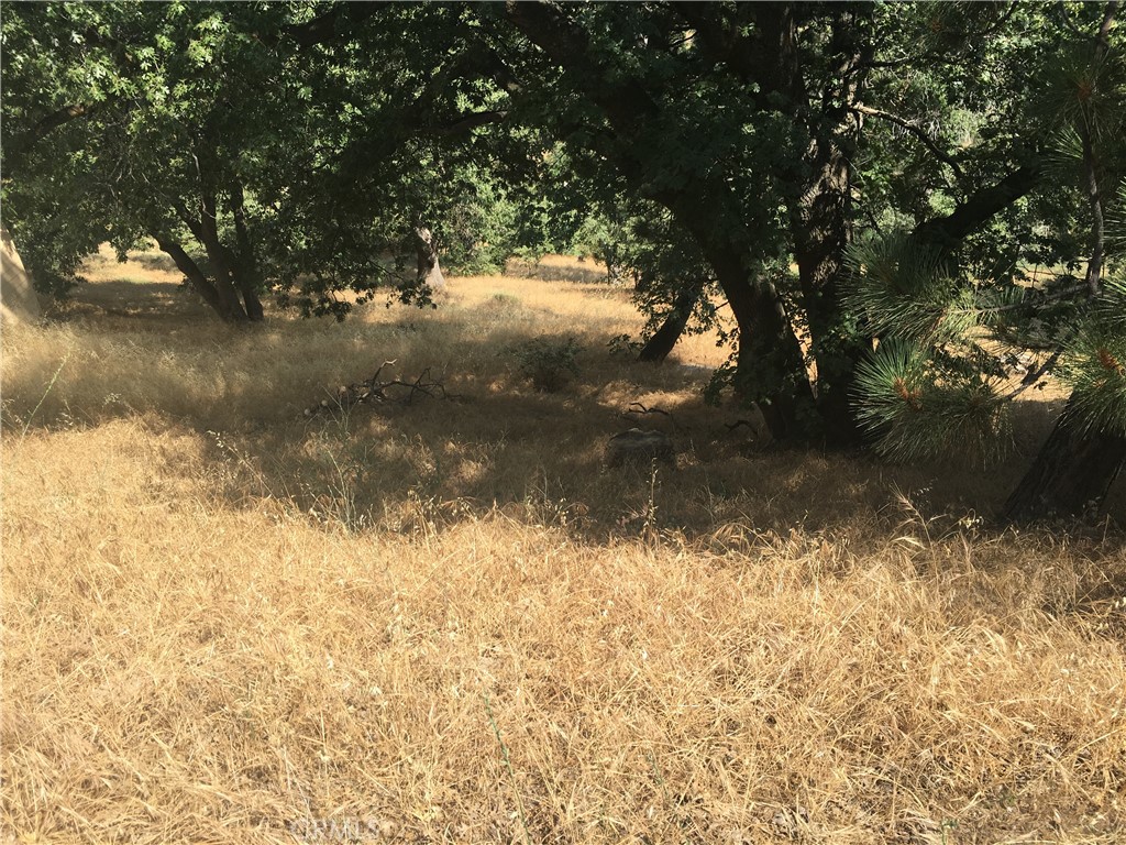 30481 Live Oak Property Photo 2