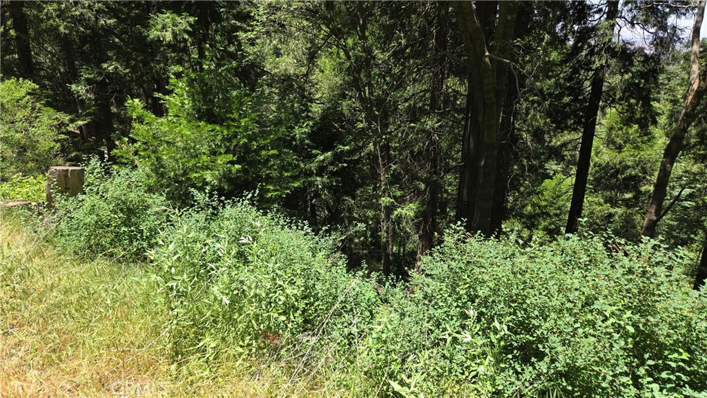 0 Cedar Pines Drive Property Photo 1