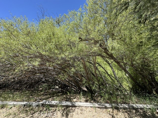 0 Wild Rose Property Photo 3