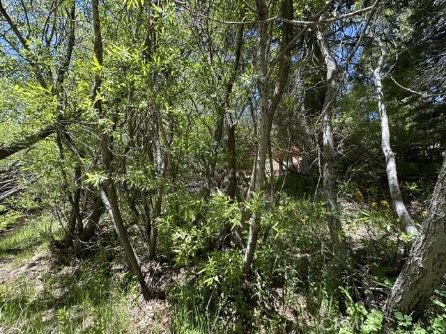 0 Wild Rose Property Photo 5