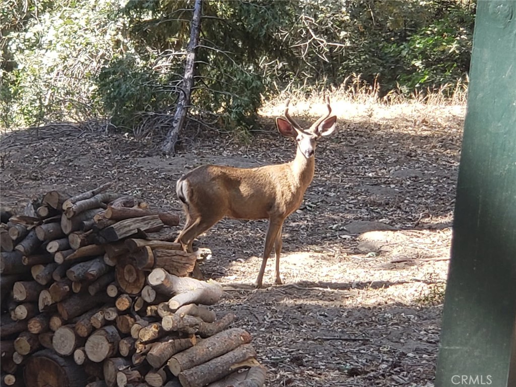 550 Coyote Trail Property Photo 4