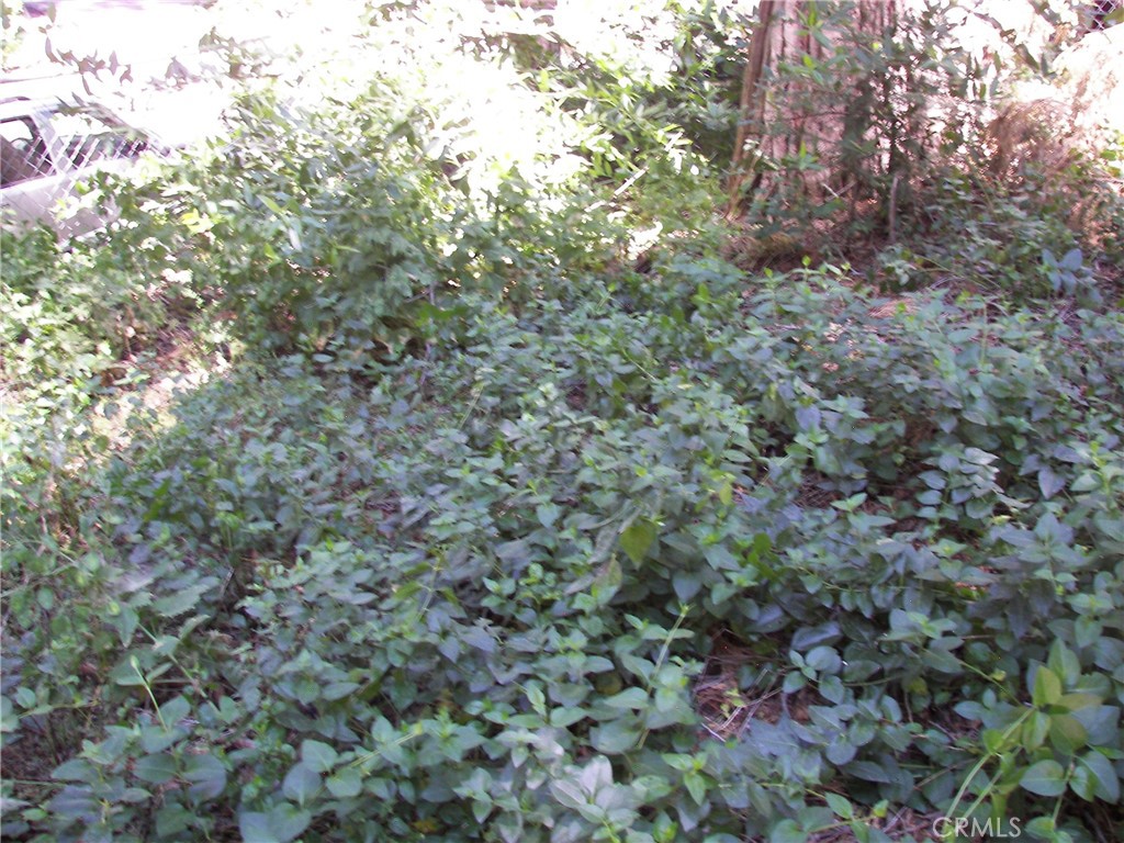 1101 Big Tree Property Photo 27