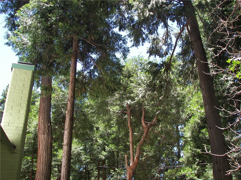 1101 Big Tree Property Photo 28