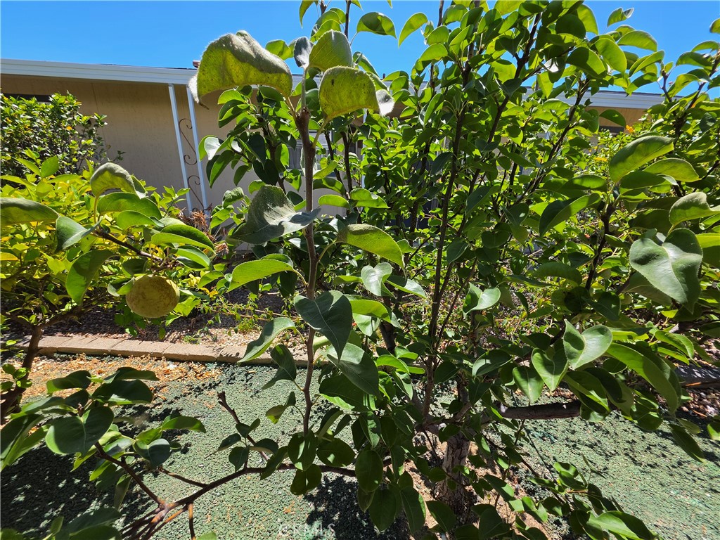 28799 Via Playa Del Rey Property Photo 29