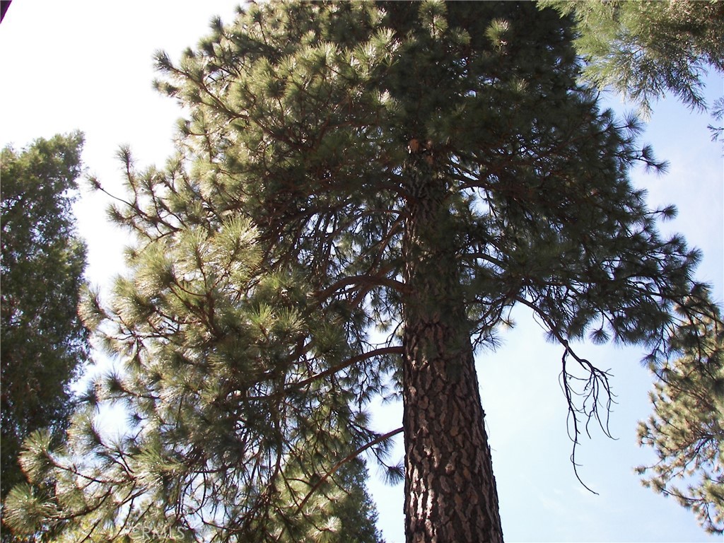 22920 Fir Property Photo 32