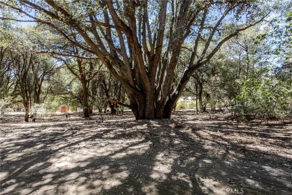 39922 Pine Bench Road Property Photo 4