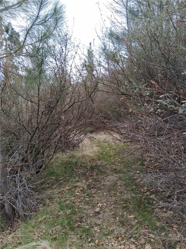 0 Pine Drive Property Photo 2