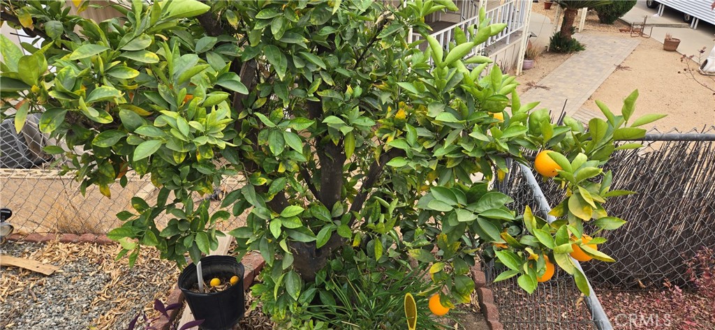 30949 Palmetto Palm Avenue Property Photo 31