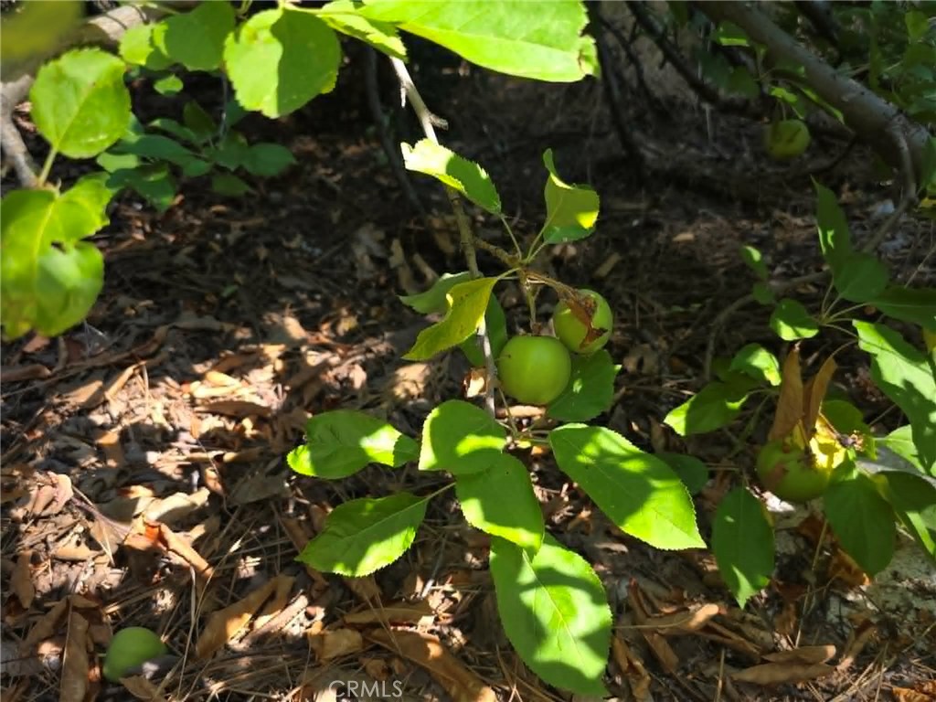 30778 Live Oak Property Photo 28